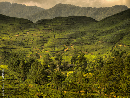 Bogor tea plantations