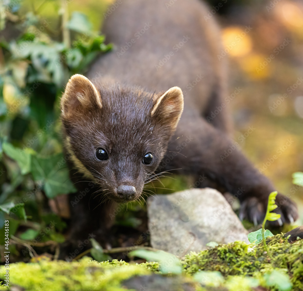 European Pine Marten -  hunting in the woods