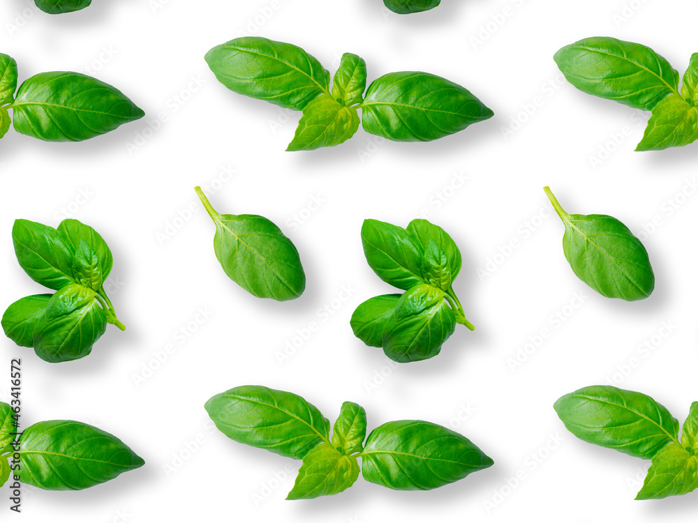 Seamless pattern of fresh green basil leaves isolated on white background. Top view. Flat lay Seamless pattern of fresh green basil leaves isolated on white background. Top view. Flat lay