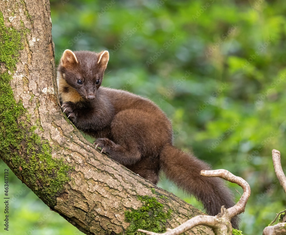 Obraz premium European Pine Marten - hunting in the woods