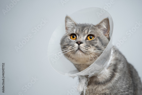 Plastic protective collar for animal on cat of British breed posing in studio. Recovery collar method of preventing animals from aggravating healing wound. Portrait scottish cat in veterinary collar photo