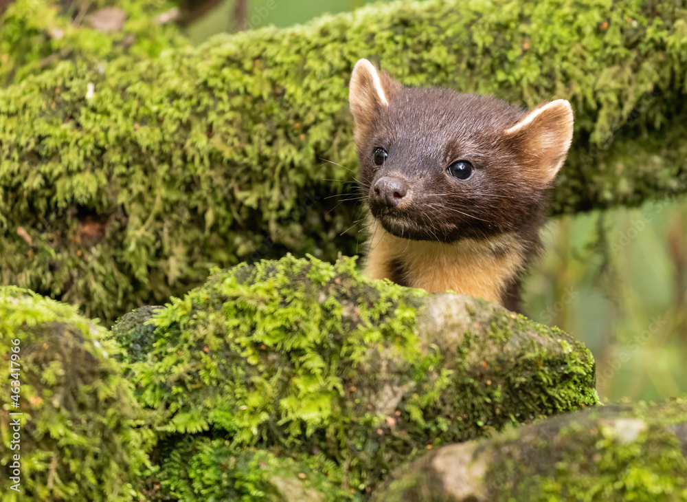 European Pine Marten - hunting in the woods European Pine Marten - hunting in the woods