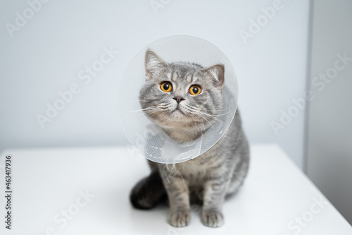 Scottish straight gray cat in veterinary plastic cone on head at recovery after surgery posing in animal clinic. Animal healthcare. Pet in funnel posing on examination table at veterinary hospital photo