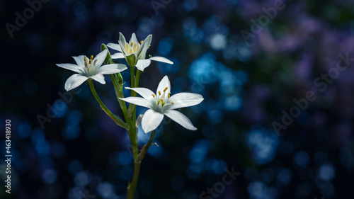 Biały kwiat na niebieskim tle
