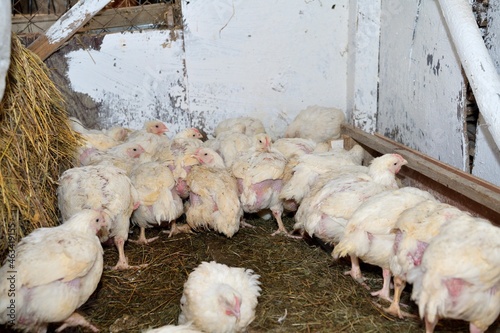 Domestic breeding of hens using heat and nutritional fast food © Pavol Klimek