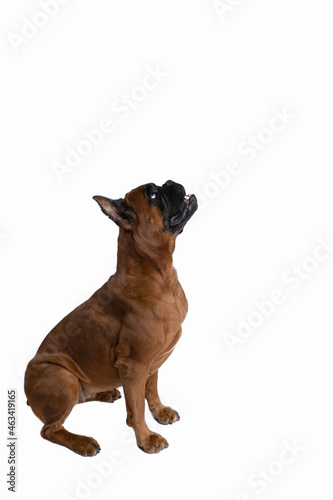 portrait of a dog on a white background