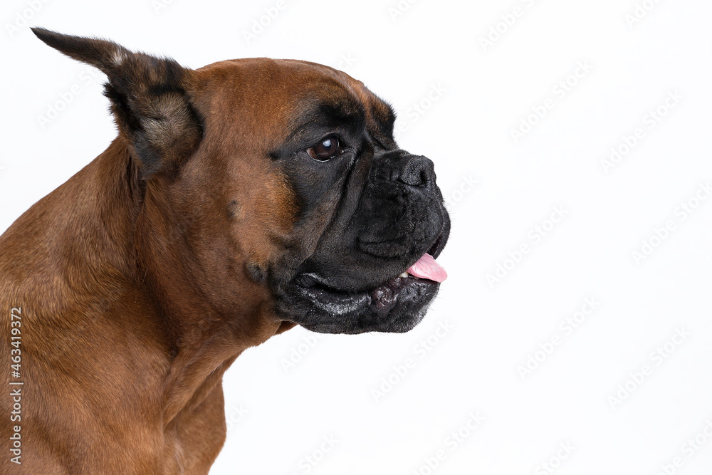 portrait of a dog on a white background