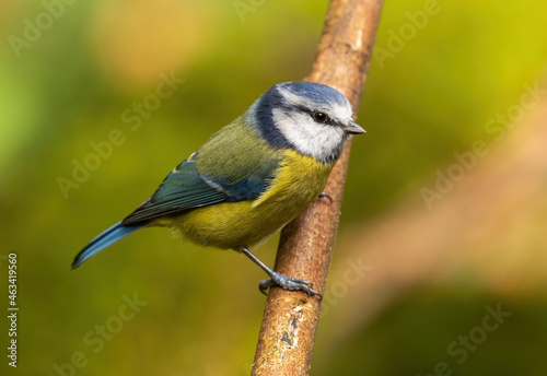 Blue tit - perched and curious, looking intently