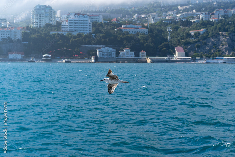 Seascape with a flying seagull on the background of the coastline. Yalta