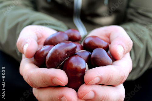 handful of chestnuts
