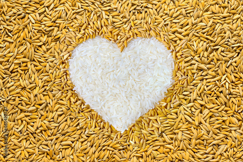 Rice lover. pile of paddy rice grain in heart shape. Stack paddy rice in heart sign show love Vegetarian, Culture life, Health food, environment, Natural food, Rice for life concept.