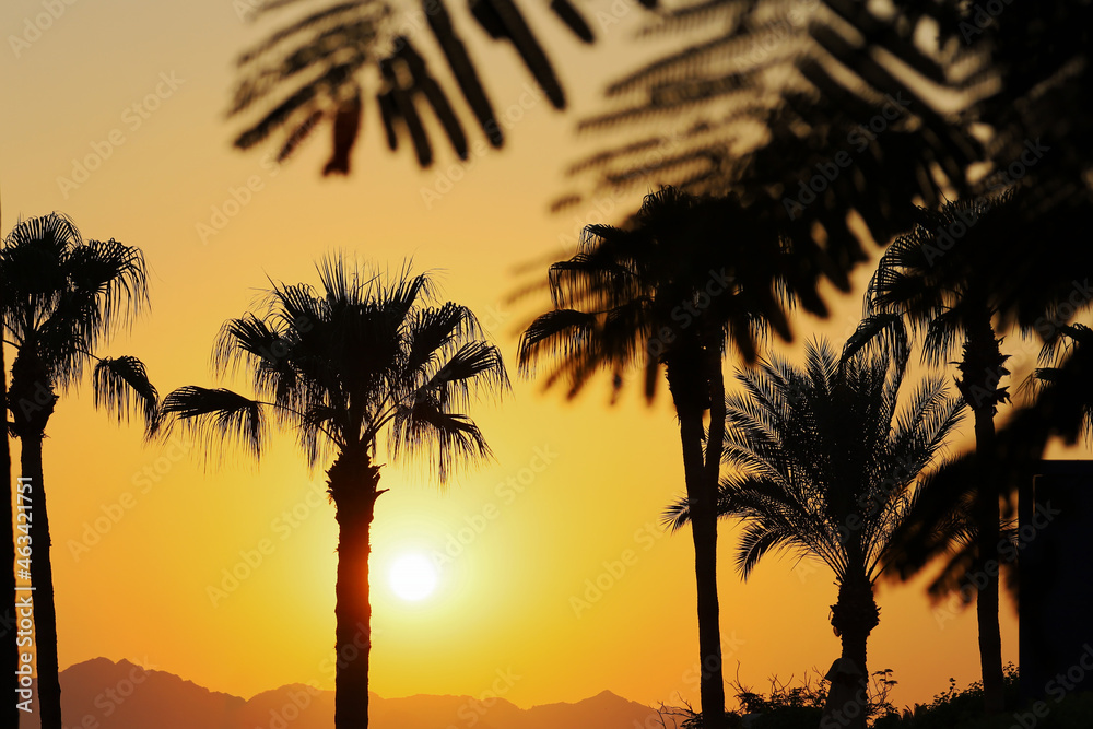 Obraz premium Majestic dusk in tropics. Goden sunset sky with beautiful silhouette coconut palm tree, leaves and mountains in the evening. Warm orange colors. Abstract nature and travel background. Egypt summer.