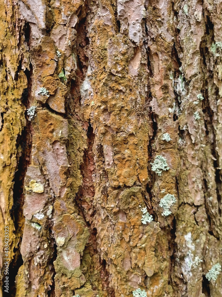 Obraz premium Moss on the bark of a pine tree. Fragment of a pine trunk. Autumn background.