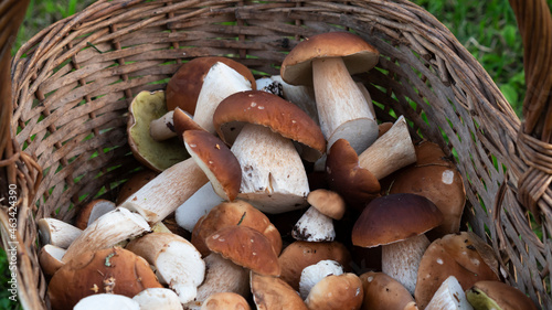 Mushrooms boletus edulis in a basket. Close-up of basket mushrooms. Selective focus.