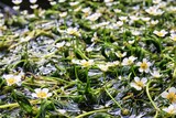 滋賀県米原市醒井の可愛い梅花藻　ばいかも