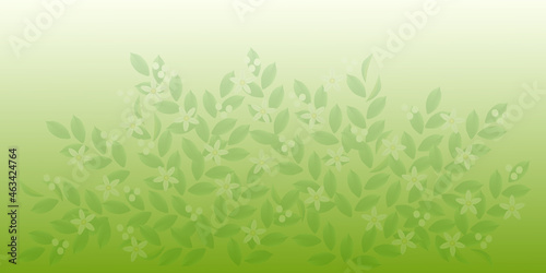 白い花が咲く柑橘類の木の背景