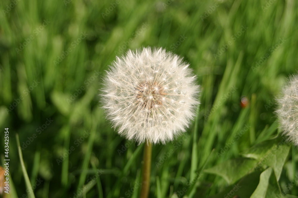 dandelion clock seeds, British garden weeds spread by the wind