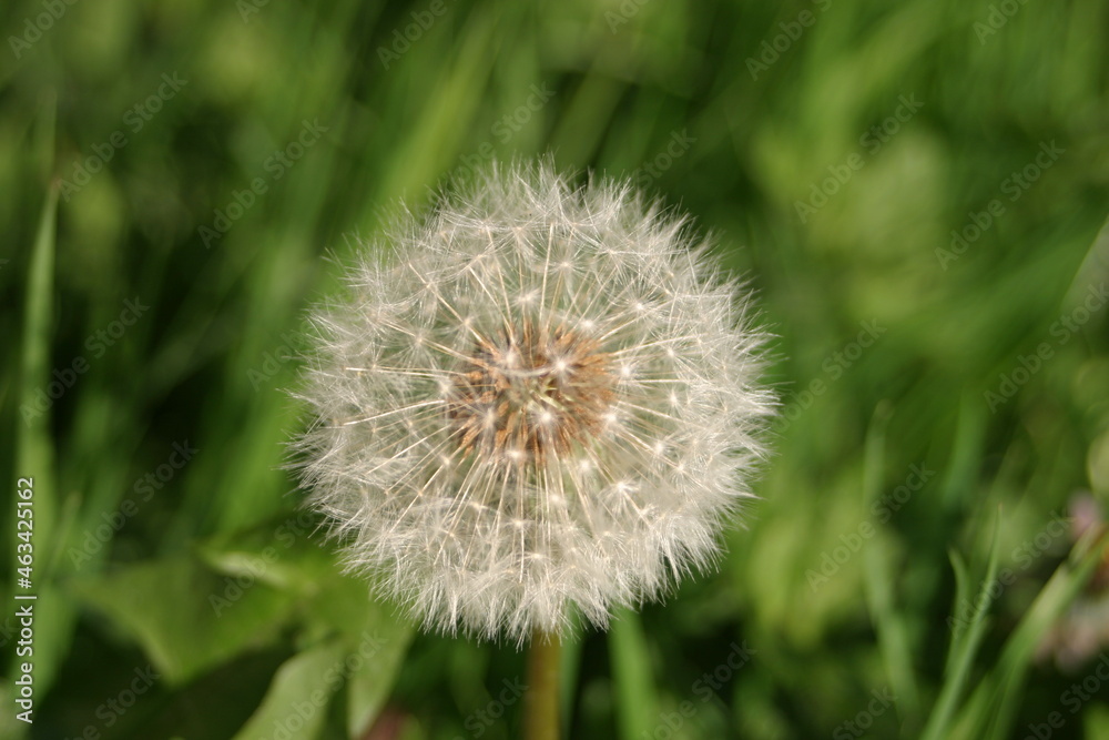 dandelion clock seeds, British garden weeds spread by the wind dandelion clock seeds, British garden weeds spread by the wind