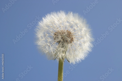 dandelion clock seeds  British garden weeds spread by the wind