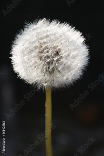 dandelion clock seeds  British garden weeds spread by the wind