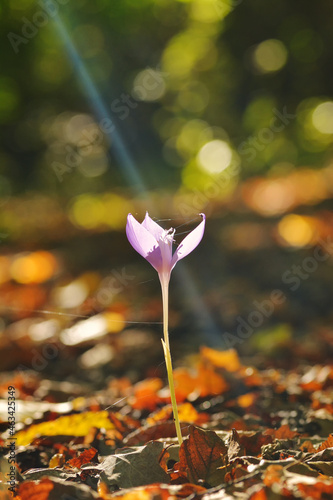 Colchicum autumnale, autumn crocus, meadow saffron, naked ladies