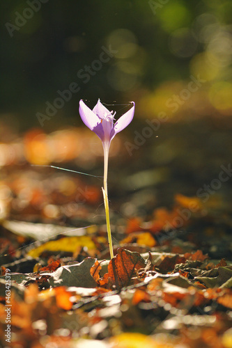 Colchicum autumnale, autumn crocus, meadow saffron, naked ladies