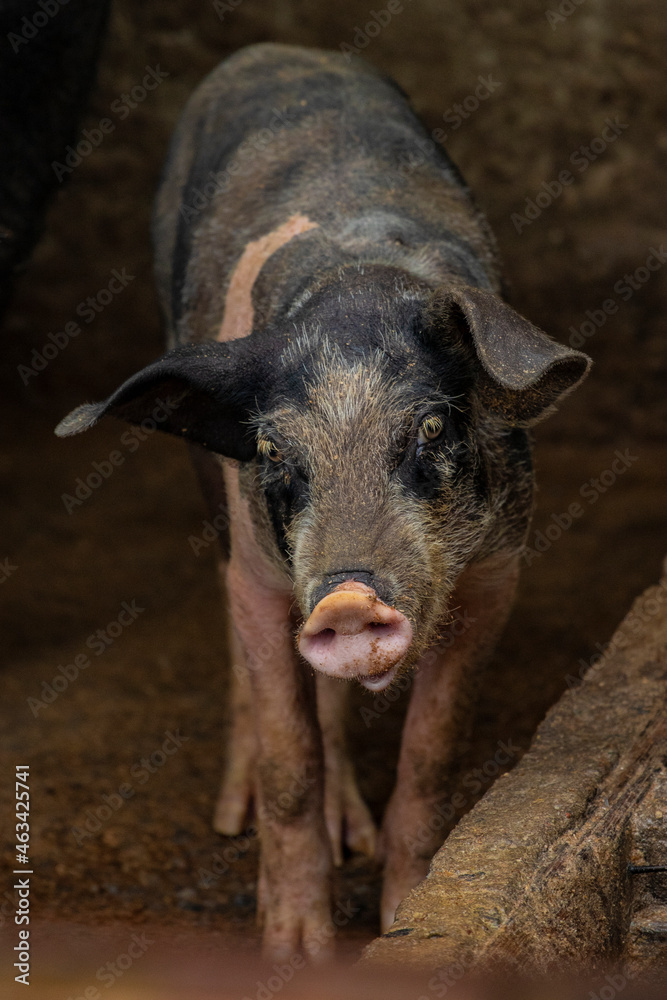 Imagem de criação de porcos dentro do chiqueiro, na fazenda, ao ar livre. Imagem de criação de porcos dentro do chiqueiro, na fazenda, ao ar livre.
