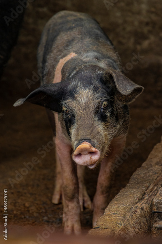 Imagem de criação de porcos dentro do chiqueiro, na fazenda, ao ar livre. 