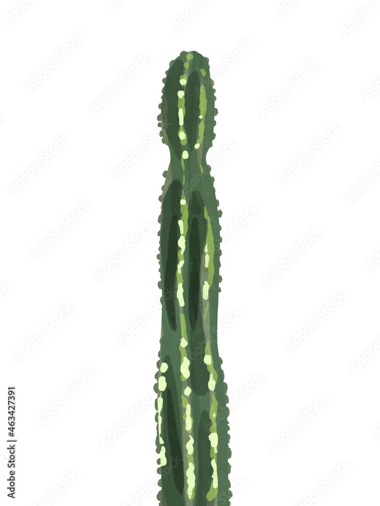 Fototapeta premium Watercolor cactus, isolated on a white background