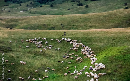 Zielona polana stok z pasterzem wypasającym owce