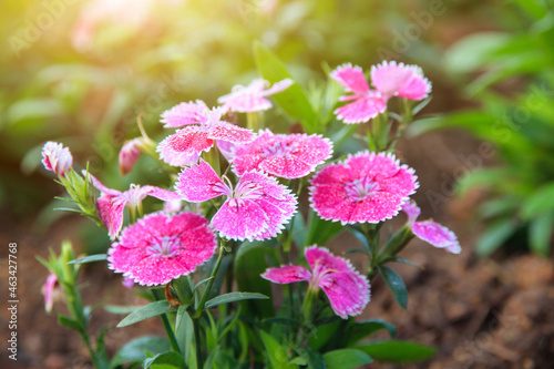 Pink Dianthus flower (Dianthus chinensis) blooming in garden,Sweet flora william blooming petals pink flowers background photo