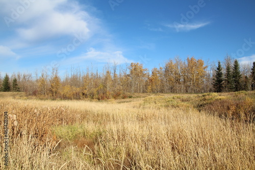 Mid October On The Land, Pylypow Wetlands, Edmonton, Alberta