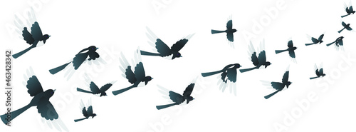 Magpie bridge. Flying bird with blank background. Vector illustration.