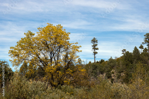 Autumn landscape in Cibola National Forest in New Mexico's Manzano Mountains photo