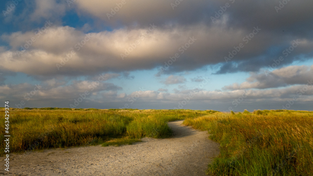 Path to the beach through sand dunes with sea oath grass in rising sun soft light. schiermonnikoog Netherlands
