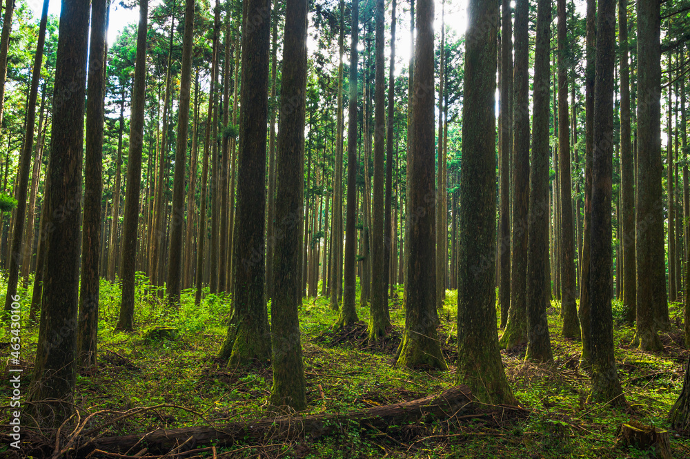 Fototapeta premium 朝日が射す杉林
