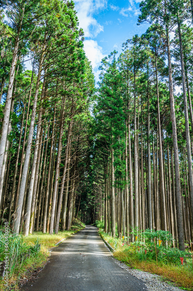 Fototapeta premium 真っすぐに伸びる杉林に通る道 