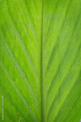 background image of green banana leaves