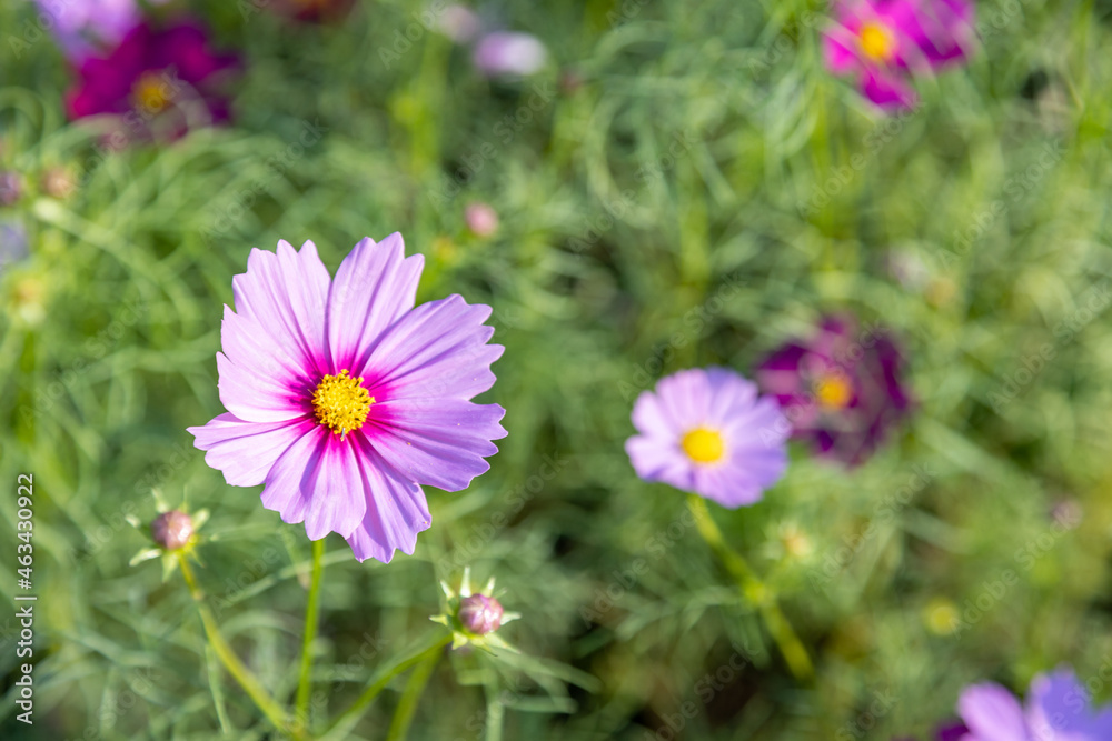 Evening cosmos