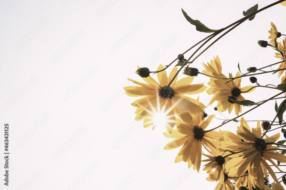 Fototapeta premium Sonnenblume mit Sonnenstern