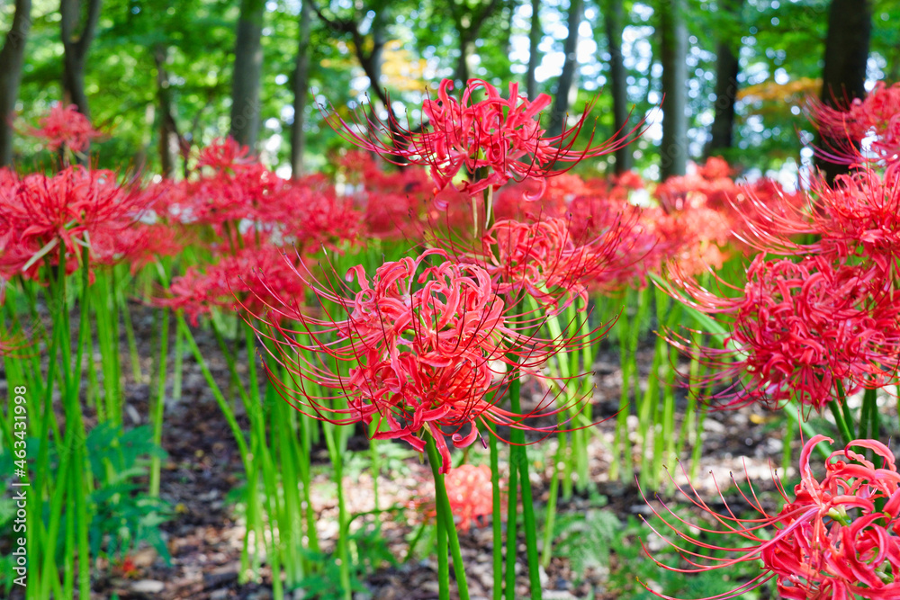松戸 祖光院の美しい満開の彼岸花(日本千葉県松戸市) Beautiful cluster amaryllis in full bloom at Sokoin, Matsudo (Matsudo City, Chiba Prefecture, Japan) 松戸 祖光院の美しい満開の彼岸花(日本千葉県松戸市) Beautiful cluster amaryllis in full bloom at Sokoin, Matsudo (Matsudo City, Chiba Prefecture, Japan)
