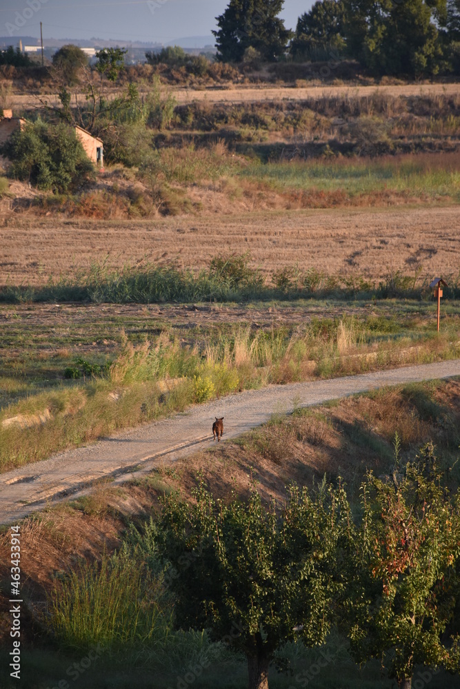 Fototapeta premium Lonely dog on a path through the countryside