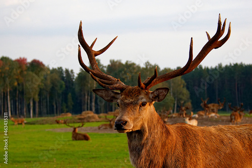 Close-up of a deer head in summer on a farm in Jelgava, Latvia.