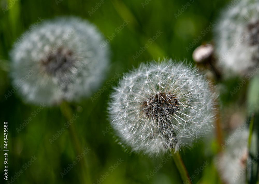 Obraz premium dandelion in the grass