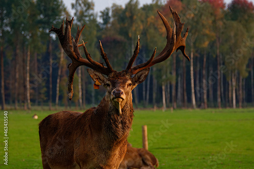 Close-up of a deer head in summer on a farm in Jelgava, Latvia. photo