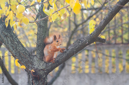 squirrel