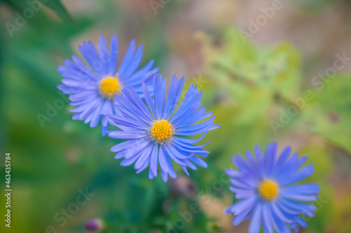 aster