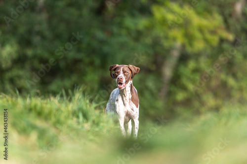 Portrait of a brown braque francais  hound outdoors photo