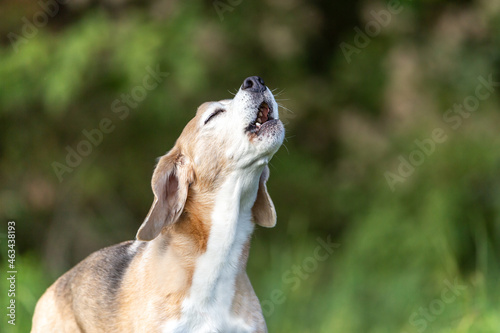 portrait of a howling beagle dog