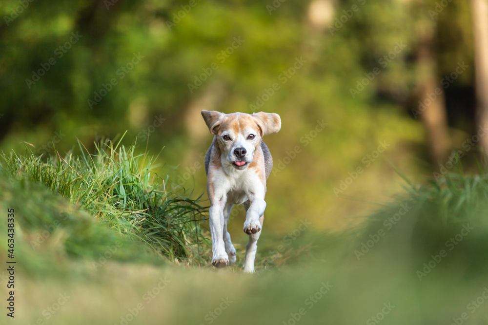 Portrait of a cute beagle dog running across a field